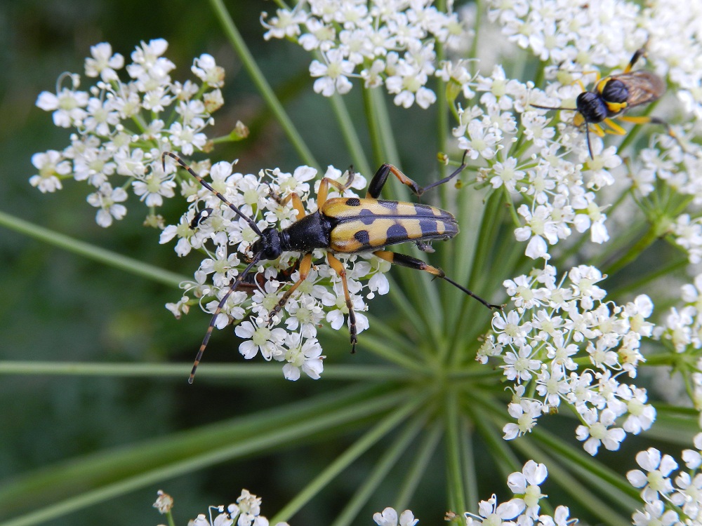 Maschio di Rutpela maculata